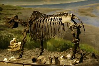 藏品(犀骨復原裝架)的圖片